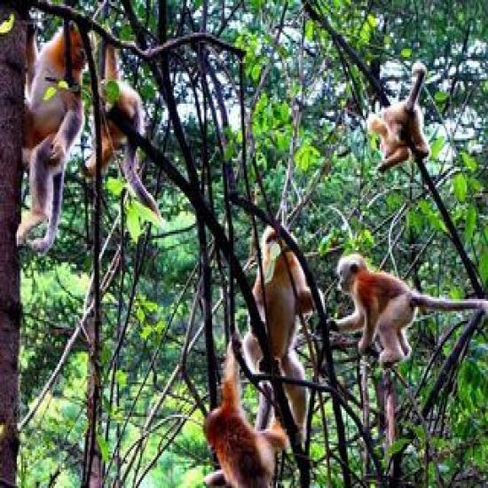 湖北梦里老家神农架武当山武汉全景五日游（寻美人、探神农、登武当、品三国）